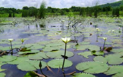 El oficialismo vuelve a la carga con la Ley de Humedales y busca emitir dictamen