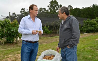 Entre Ríos comenzará a cosechar la primera producción de kiwis