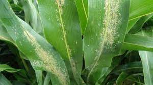 Se declara la emergencia fitosanitaria por la plaga del pulgón amarillo del sorgo