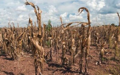 Se espera que la baja disponibilidad de maíz en Brasil se mantenga hasta junio