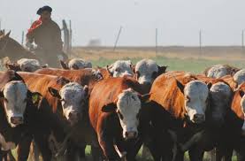 Desde hace tres meses el precio de la carne vacuna en el mercado interno no tiene modificaciones de relevancia