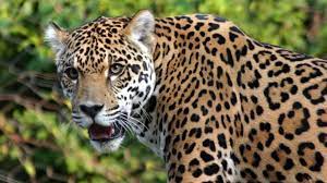 Día Mundial de la Vida Silvestre: conservar especies para restaurar ecosistemas