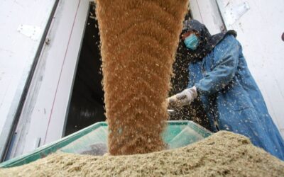 El Ministro de Agricultura de China dice que la situación del trigo de invierno podría ser la peor de la historia