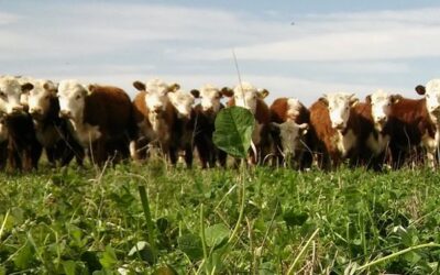 Ajuste en los precios de la hacienda: cómo impactan los cambios en el consumo