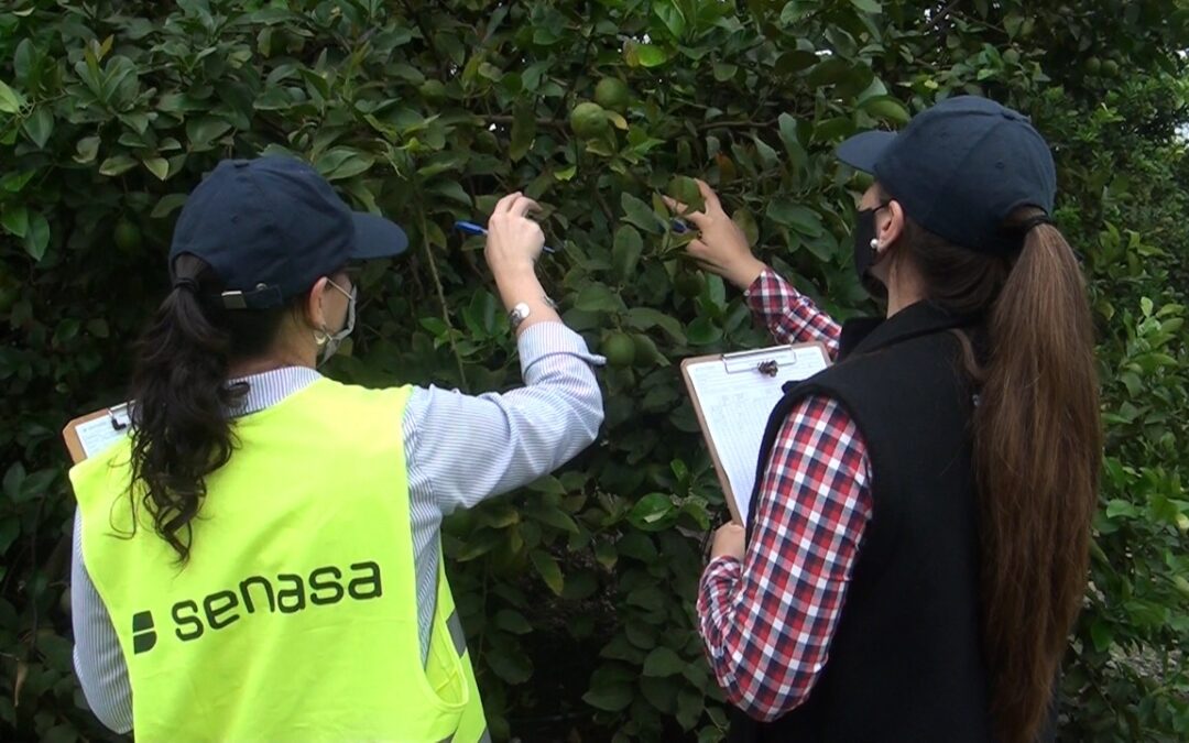 Cítricos: Resultados de laboratorio negativos a la presencia de HLB en la provincia de Tucumán