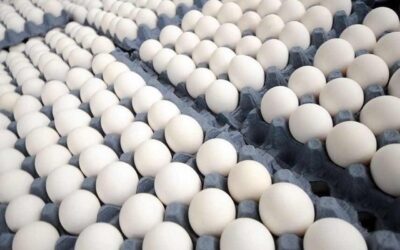 El precio de los huevos está “por las nubes”: la docena cuesta más de $250