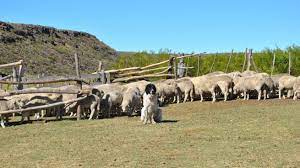 «Protectores de majadas»: proponen emplear perros para cuidar el ganado ovino