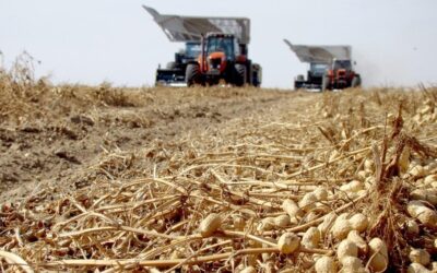 El sector manisero reclama una solución urgente a la falta de combustible