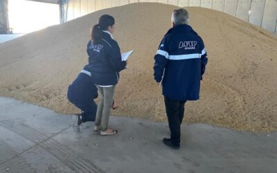 La Aduana desarticuló maniobras de 60 agroexportadoras «truchas»