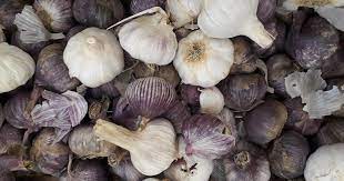 Certificación de la primera exportación a Sudáfrica de ajo semilla producido por Argentina