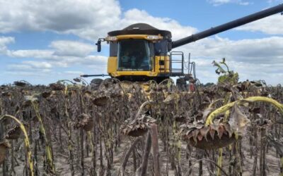 Reducción en la producción de Maíz y Girasol