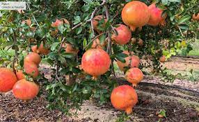 Certificación de fruta de granadas desde San Juan exportadas a Estados Unidos