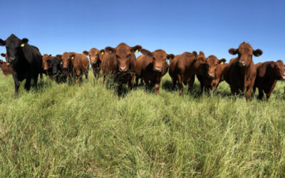 Perfil de faena: El desafío de recuperar la producción de animales pesados