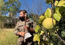 Región de Cuyo: supervisión de la Red Oficial de Vigilancia de Mosca de los frutos
