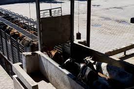 Habilitación sanitaria para transportes que realicen movimientos de animales en pie