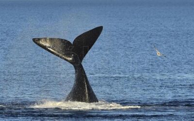 Se divisaron las primeras ballenas de la temporada en cercanías de Península Valdés