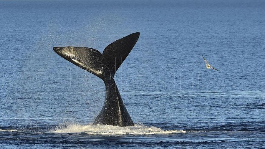 Se divisaron las primeras ballenas de la temporada en cercanías de Península Valdés