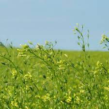 Camelina Sativa, otra opción entre los cultivos de servicio