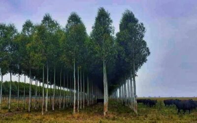 Trabajan en el desarrollo de la cuenca foresto-industrial de la Pampa Ondulada