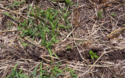 Nueva Alerta Roja: resistencia a glifosato en Pasto cuaresma(Digitaria sanguinalis)