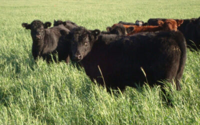 Novillo Mercosur: fuerte ajuste de precios en Uruguay, en un contexto de bajas generalizadas