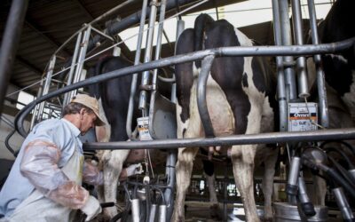 “El eslabón más débil de la cadena”: tamberos muestran su preocupación por los aumentos