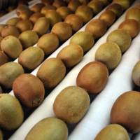 La Comisión Nacional de Indicaciones Geográficas y Denominaciones de Origen recomendó reconocer el aceite de oliva virgen extra de Mendoza y el Kiwi del Sudeste de Buenos Aires