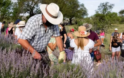 El cultivo de lavanda les abrió un negocio y buscan integrarlo a un novedoso proyecto turístico
