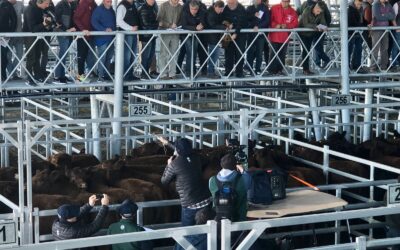 Comenzó la Semana del Centenario Angus con un Concurso de Novillos en Cañuelas