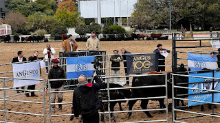 Excelentes precios en el remate de vaquillonas Puro Controlado de Angus