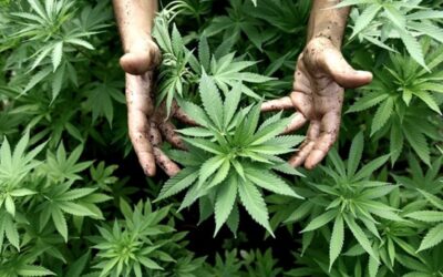 El ajuste llegó al cannabis: Milei cerró su agencia por gastos excesivos y cargos superpuestos