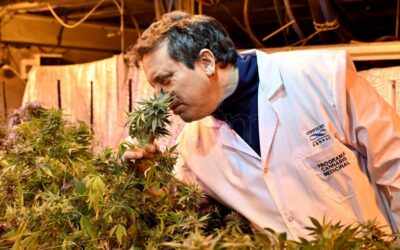 Cannabis medicinal en Argentina: hay 29 proyectos de investigación y nueva ley que potencia la industria