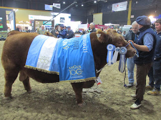 Premiación macho y hembra: Angus 100 años