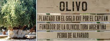 Día de la Olivicultura: No hay nada que celebrar, dice FAA