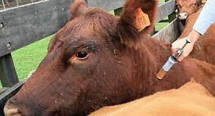 Brucelosis bovina: Plazo límite para la determinación obligatoria del estatus sanitario