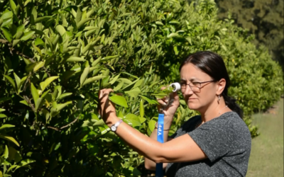 Reducen un 21 % la presencia del insecto que transmite el HLB