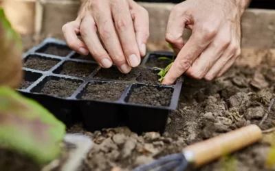 Huerta orgánica ¿Cómo manejar las plagas y enfermedades?