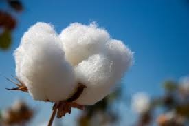 Algodón: presentan la primera variedad con fibras extra largas de la Argentina