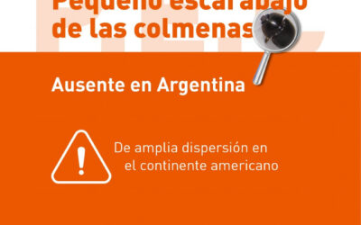 Alerta ante el ingreso en Paraguay del pequeño escarabajo de las colmenas