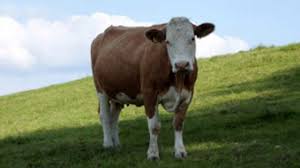 El 9 de junio llega una nueva jornada a campo del IPCVA en Tres Arroyos!