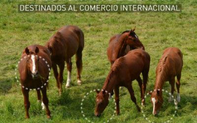 Identificación individual electrónica de equinos destinados al comercio internacional