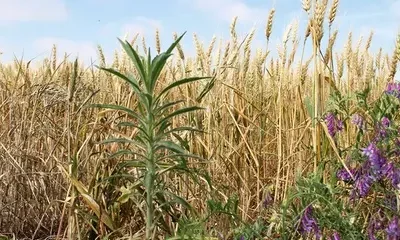 Herbicidas biológicos: una buena idea