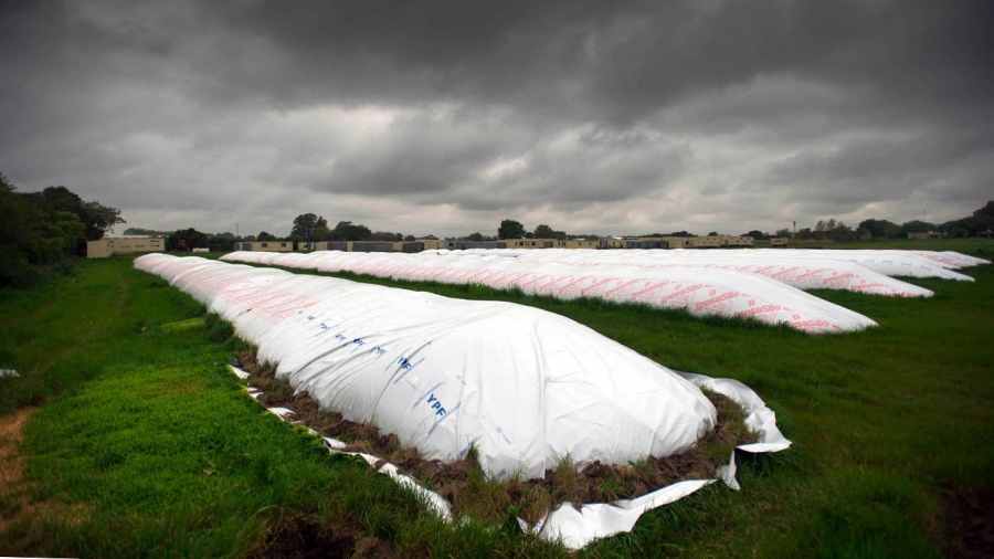 La soja alcanzó precios récord y en Argentina proyectan crecimiento de área sembrada