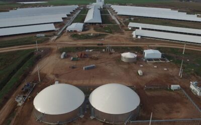 El mega tambo uruguayo Estancia del Lago se ha convertido en un verdadero complejo agroindustrial modelo en la región: ¿Cómo opera y cuánto produce?