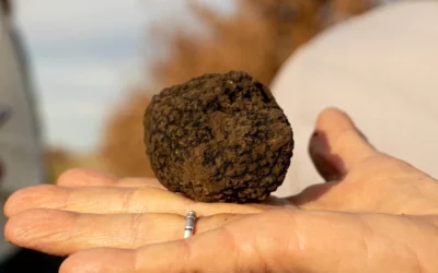 Espartillar es uno de los pilares de la industria de la trufa; su economía y su cultura gira alrededor del sector