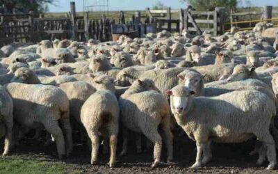 Las exportaciones de carne ovina crecieron un 34% durante el primer semestre del año