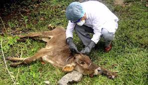 Formosa: Medidas sanitarias luego de confirmarse un brote de rabia en Laguna Yema