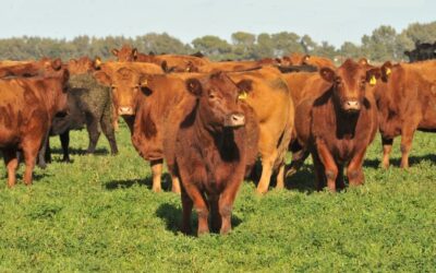 El precio de la carne al público le viene sacando ventaja a la hacienda