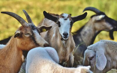 Se conformó la Mesa de Cuenca Caprina para el desarrollo del sector