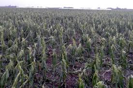 Clima extremo: La Segunda cubrió con 5.624 millones de pesos a productores y anticipa la oferta para la nueva campaña